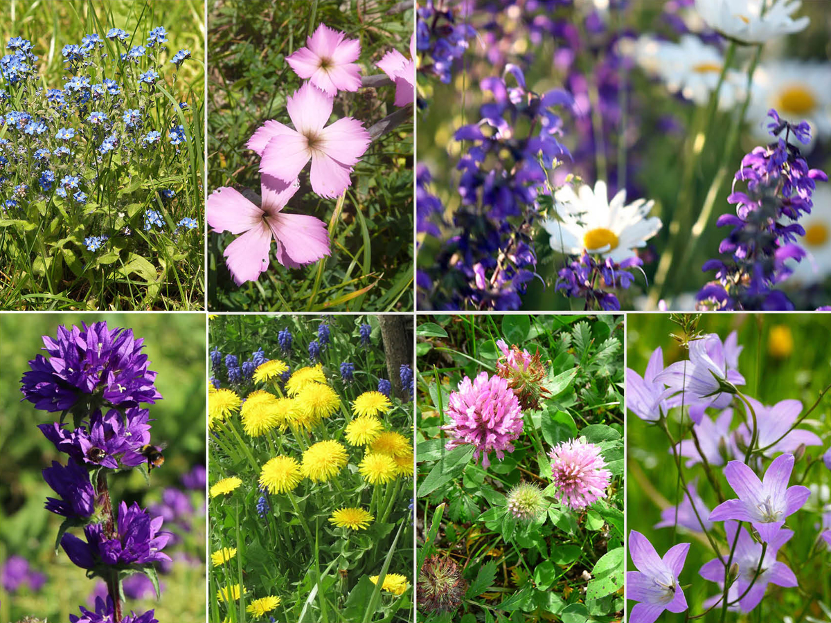 49 Ein Blumenstrauss aus unserer Gartenwiese an alle Gemeinschaftswerker Franz Tosch