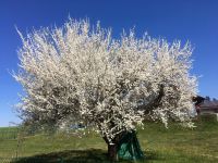02_Bluetenmeer_-_Gottseidank_gibt_es_fuer_die_Bienen_keine_Abstandsregelung_Heinrich_Stenzel