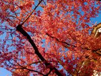 04_Bluetenpracht_im_Weiherfeld_Guenter_Spiessl