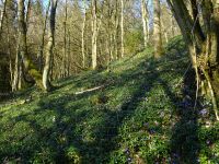 07_Immergruen-Hang_im_Perlbachtal_nahe_Kreuzkirchen_Franz_Tosch