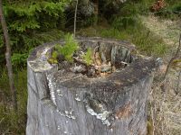 19_Neues_Leben_aus_altem_Franz_Tosch