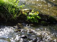 30_Morgensonne_spielt_mit_Perlbachwasser_-_dem_Wasser_des_Bogenbaches
