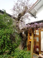 39_Knorriger_von_innen_abgestorbener_Zwetschgenbaum_-_vor_Jahren_wurde_Krone_entfernt_und_Blauregen_herumgepflanzt_Norbert_Kuehnel