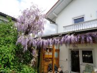 41_Nun_waechst_der_Blauregen_als_Girlande_ueber_die_Terrasse_Norbert_Kuehnel