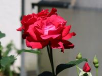 48_g_Gruesse_aus_Norberts_Garten_Norbert_Kuehnel