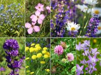 49_Ein_Blumenstrauss_aus_unserer_Gartenwiese_an_alle_Gemeinschaftswerker_Franz_Tosch