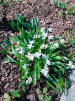 005_Erste_Fruehlingsboten_gsp