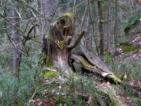 007_Im_Perlbachtal_nk