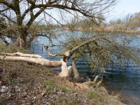 010_Im_Biberland_der_Alten_Donau_bei_Oeberau_ft