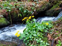 020_Nagelsteiner_Faelle_bei_Obermuehlbach_ft