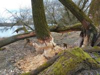 028_Gewaltige_Baumkaliber_hat_er_sich_vorgenommen_-_der_Biber_an_der_Oeberauer_Donauschleife_od