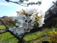 029_Verschwenderische_Natur_gsp