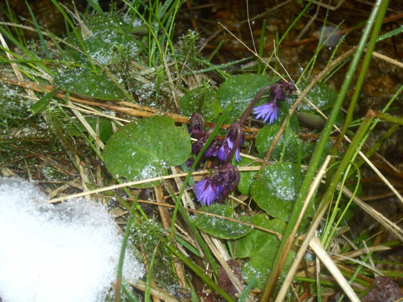 fruehling07 alpengloeckchen im neuschnee am arber