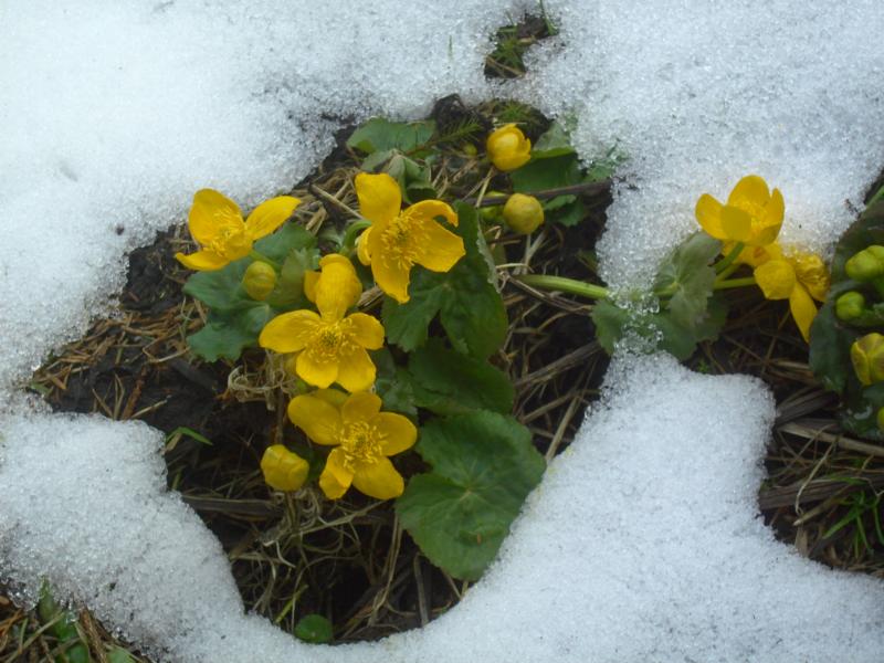 fruehling08 schneedotterblume