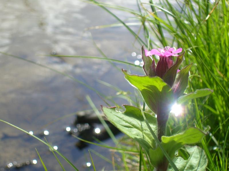 fruehling10 am muehlbachl - stille wasser glitzer traeume feenland