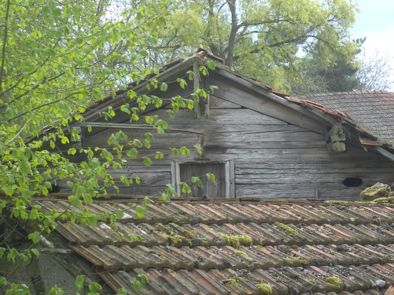fruehling12 der letzte fruehling - vielleicht