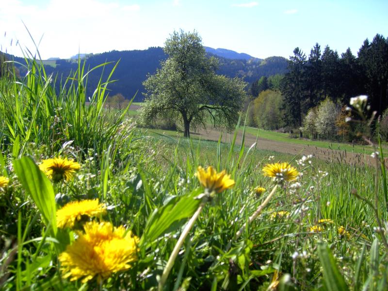 fruehling13 auf der gallnerwies - im hintergrund der gallner