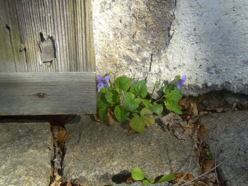 fruehling16 winzige farbtupfer zwischen grauem gemuer - so viel mut moecht ich einmal haben