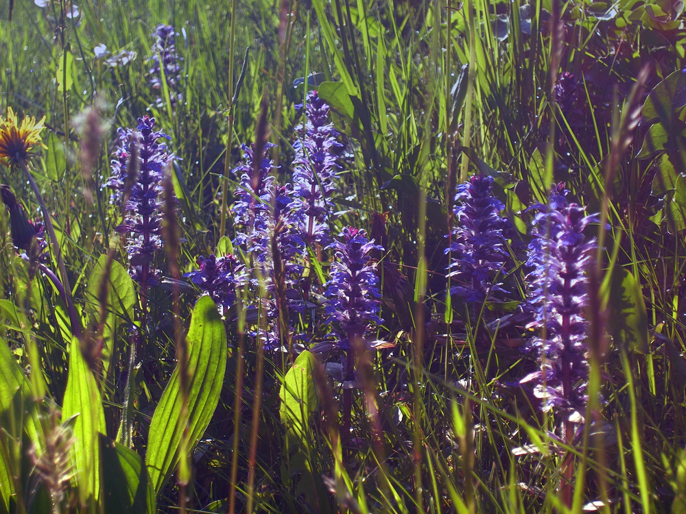 fruehling20 guensel