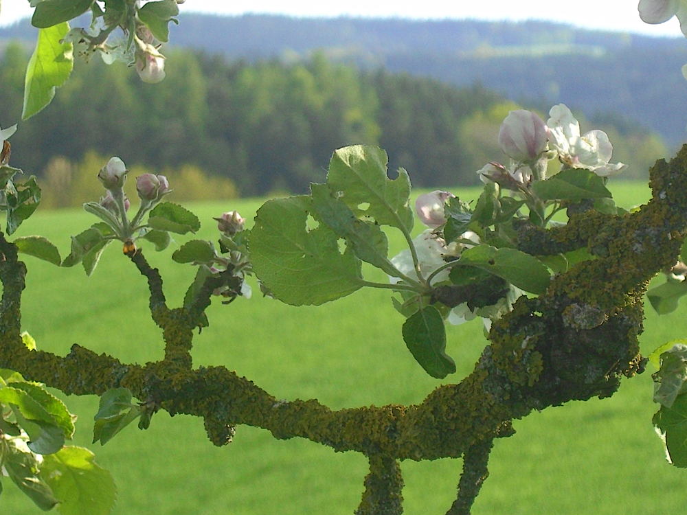 fruehling21 lebenslust