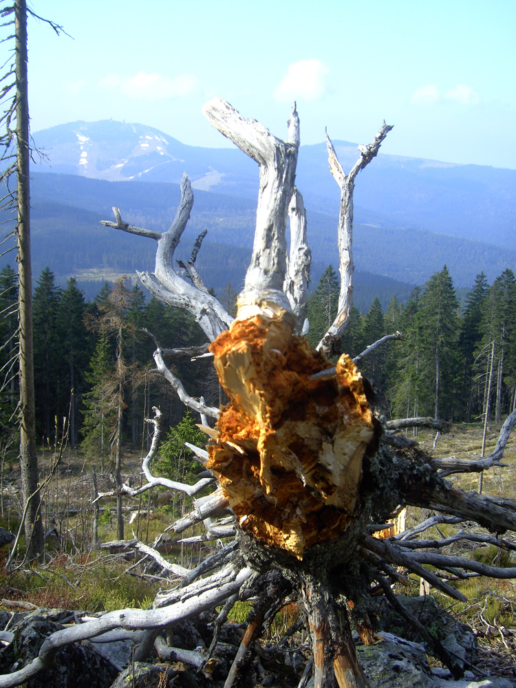 fruehling24 wanderung von eisenstein nach hammern_eisenstrass dreanterhalb der grenz - blick zum arber