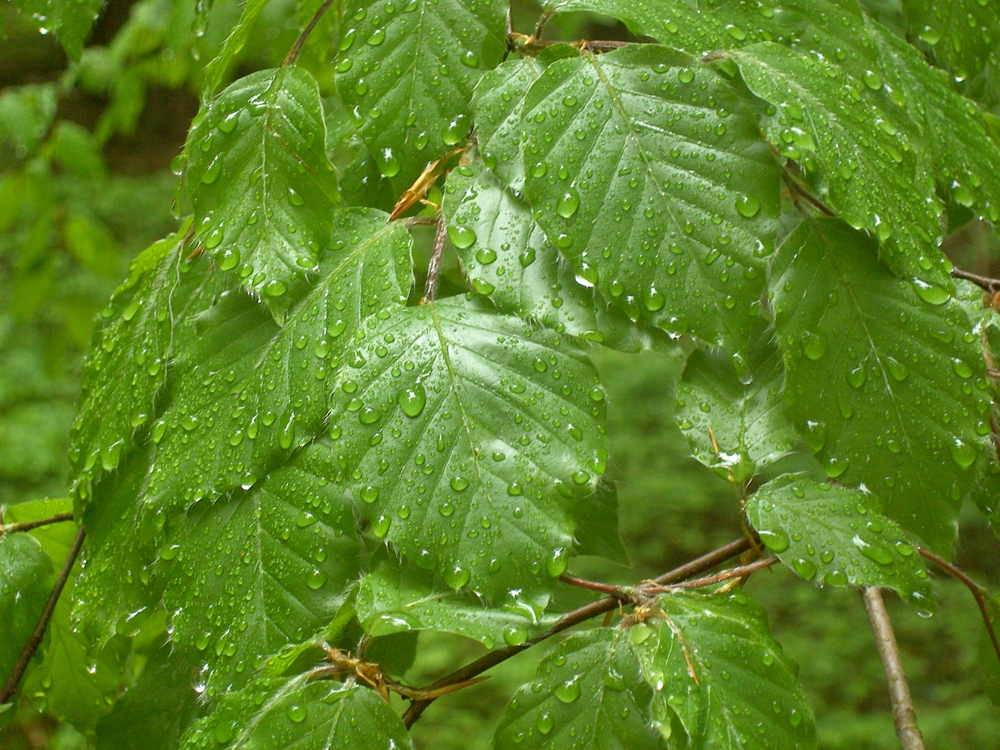 fruehling30 buchenblaetter