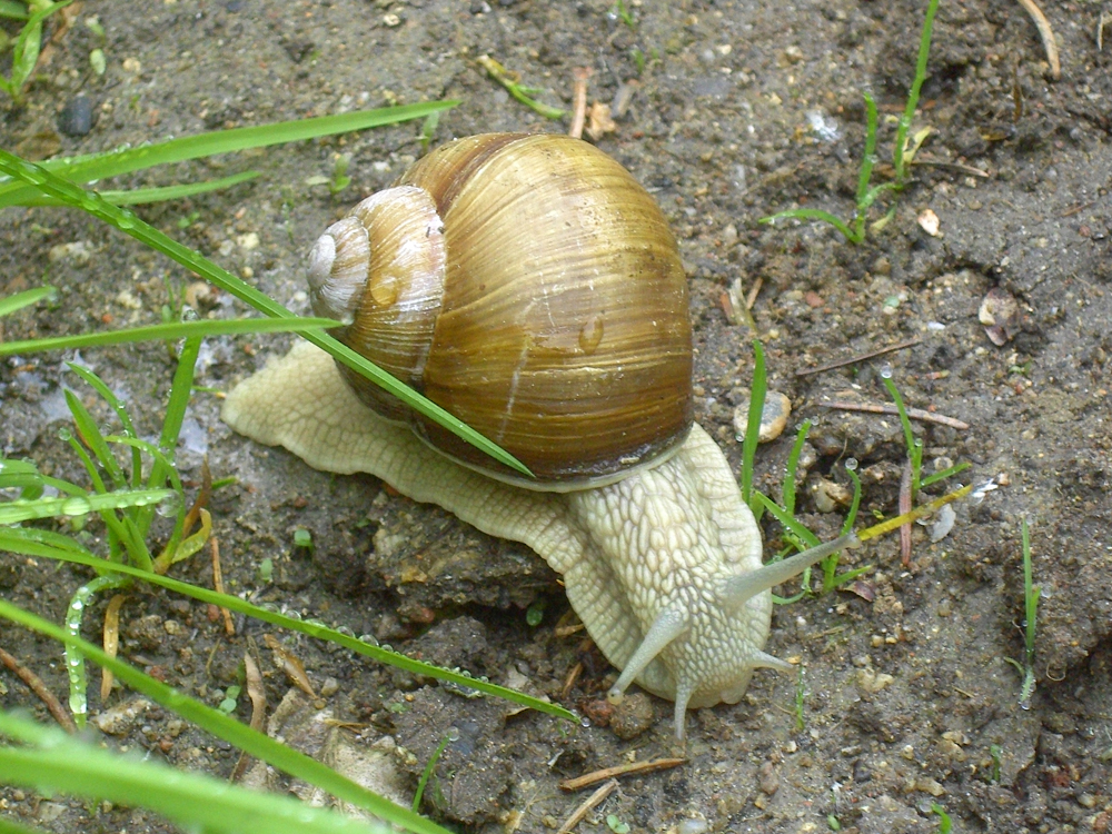 fruehling31 entdeckung der langsamkeit
