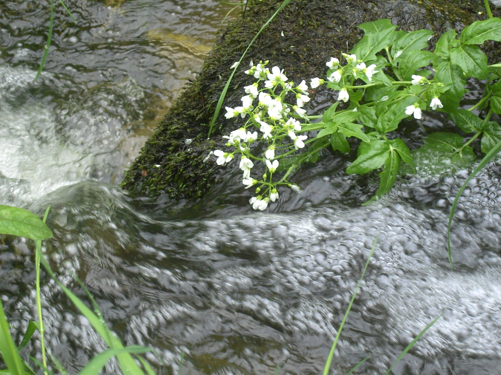 fruehling33 sockabach