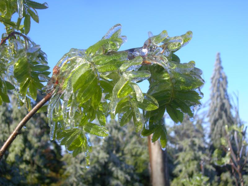 fruehling39 eisvogelbeer