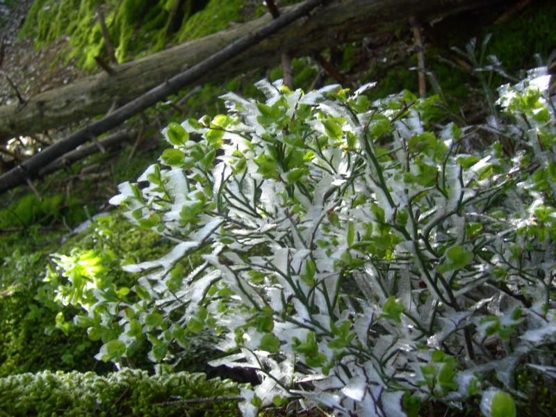 fruehling41 heidelbeereis