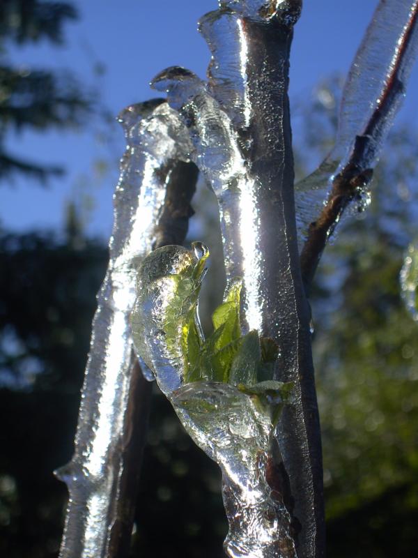 fruehling42 eispanzer