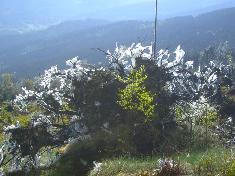 fruehling43 ueberm donnerwinkel