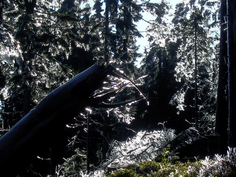 fruehling44 wilde waldwelt eisverziert - gruene zauberhafte einsamkeit