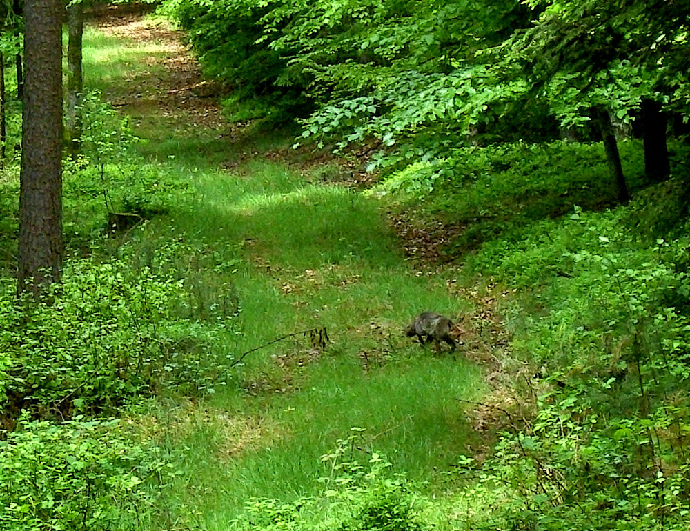fruehling46  fuchs auf beutezug