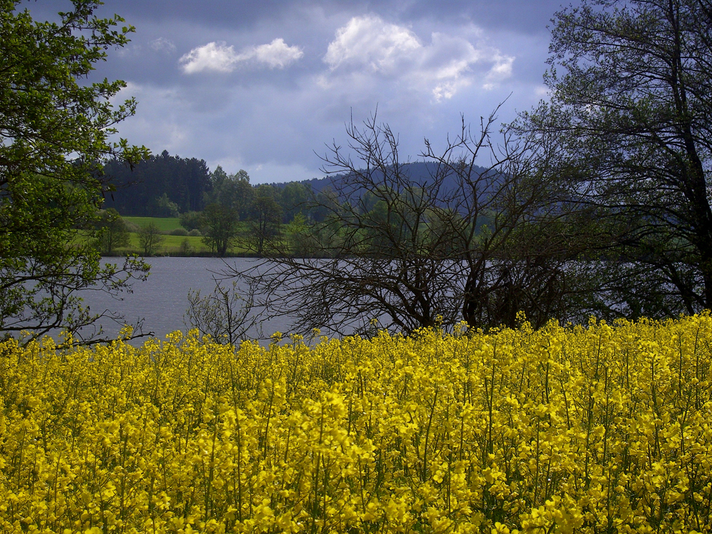 fruehling56 hammerweiher bei wiesenfelden