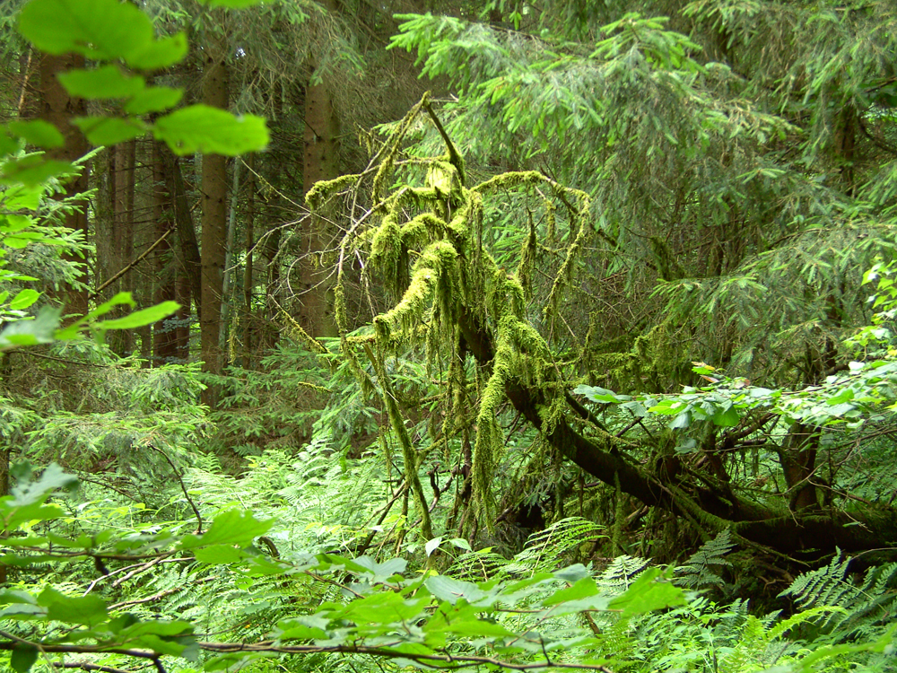 fruehling61 waldgeister