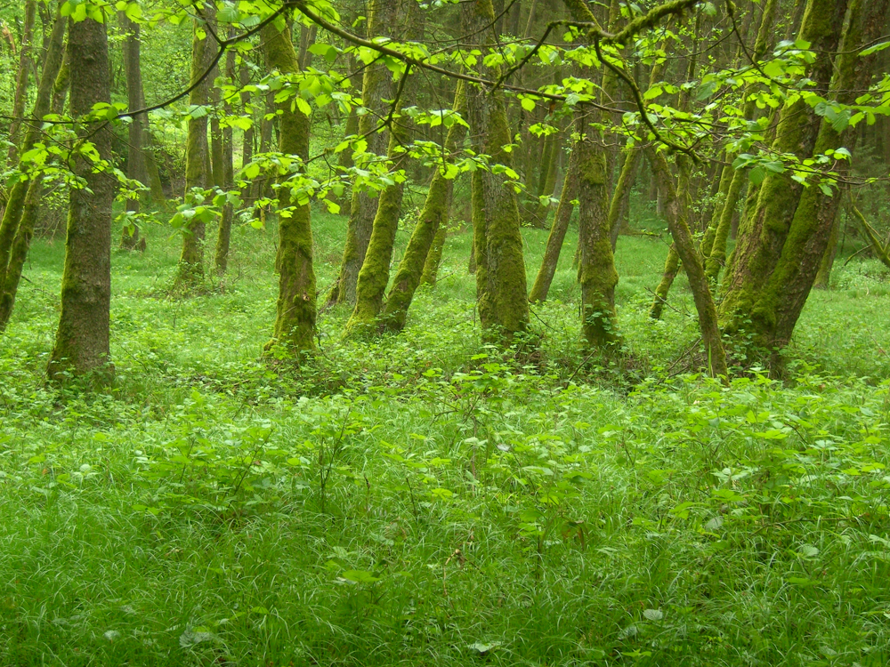 fruehling62 auwald