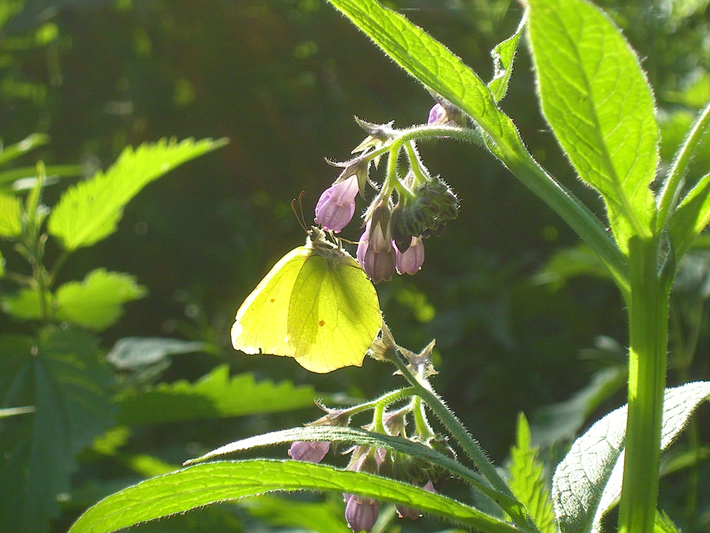 fruehling64 zitronenfalter