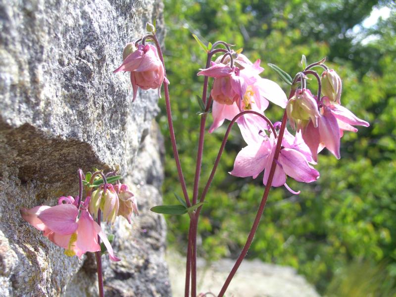 fruehling69 akelei am hirschenstein