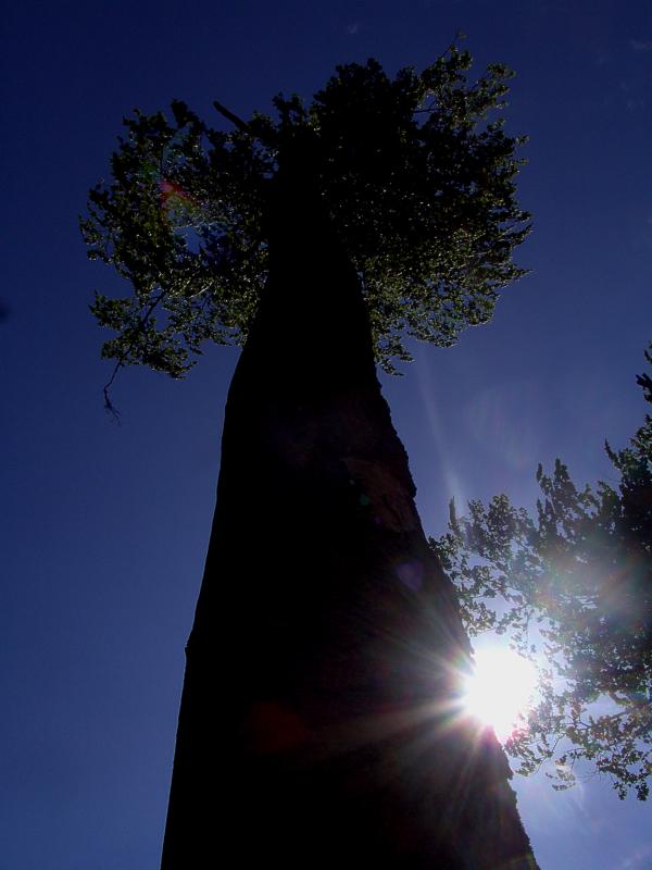 fruehling71 hirschensteinbuche
