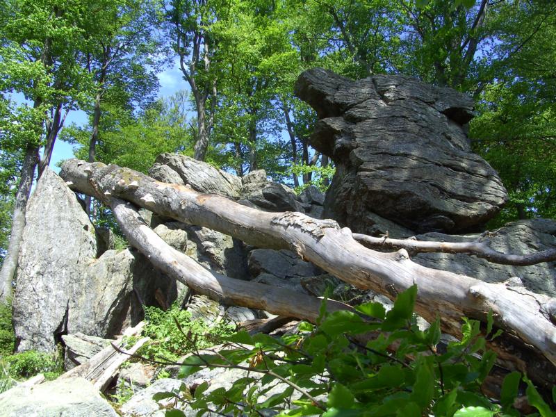 fruehling72 am hirschenstein
