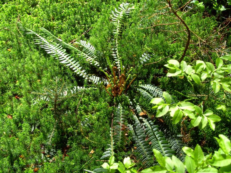 fruehling76 bergfruehling