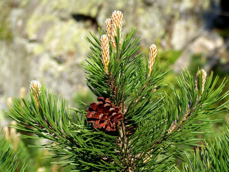 fruehling89 jeder baum ein freund