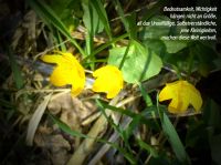 fruehling03