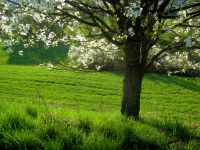 fruehling04