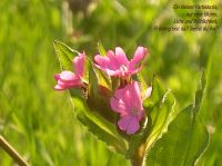 fruehling05