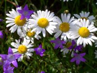 fruehling80