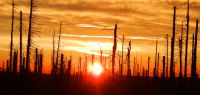 12-Polednik---fast-irreal-der-Sonnenaufgang-zwischen-den-Baumgerippen--ft