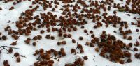 13-Mitte-Nov-16---gedeckter-Tisch-fr-die-Wildschweine