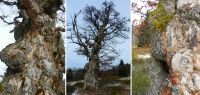 20-Anfang-Dez-16-Charakterbaum-am-Rindlschachten